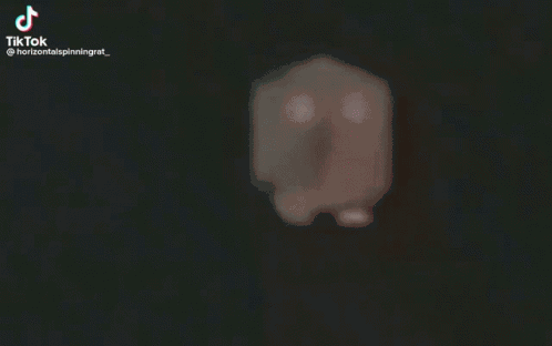Rat GIF