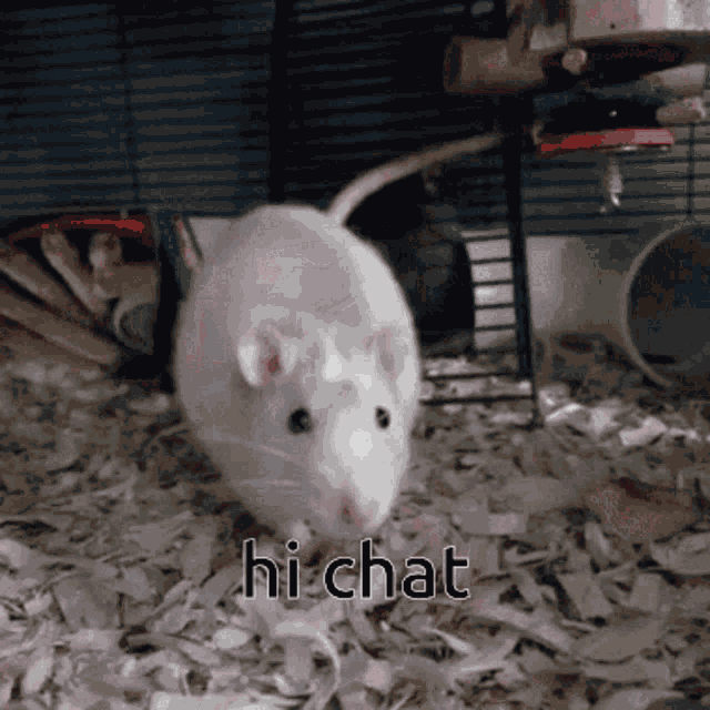 Rat Hi Chat GIF