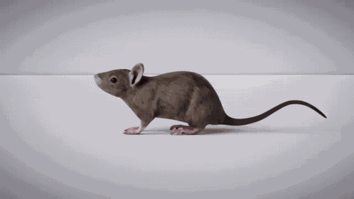 Rat GIF