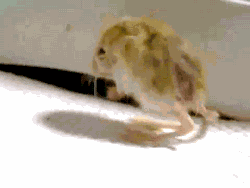 Rat Jumping GIF