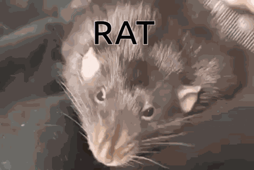 Rat Meme GIF