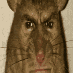 Rat Mouse GIF