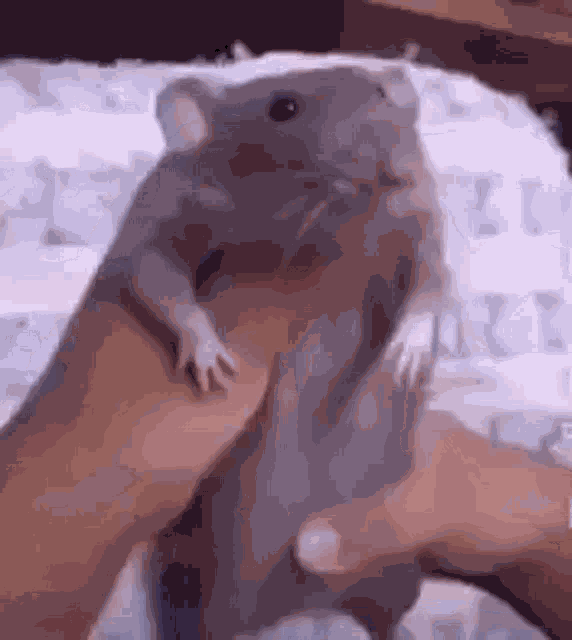 Rat GIF