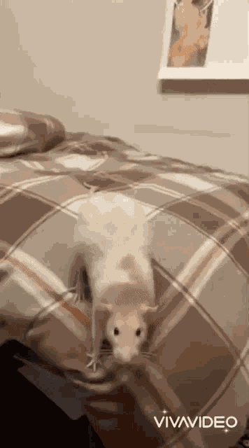 Rat GIF