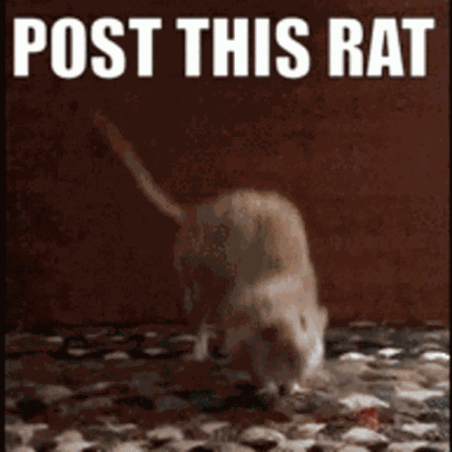 Rat Post This Rat GIF