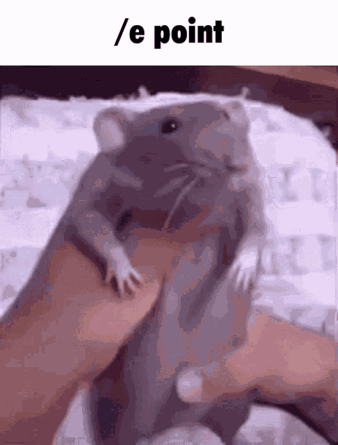 Rat Rat Dancing GIF