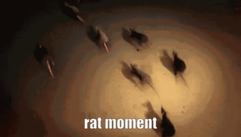 Rat Rats GIF