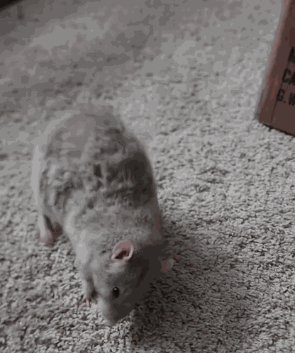 Rat Rats GIF