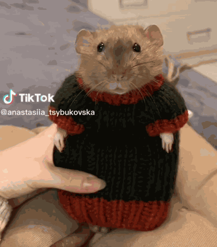 Rat Rats GIF