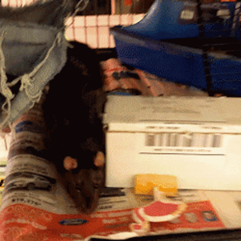 Rat Rats GIF