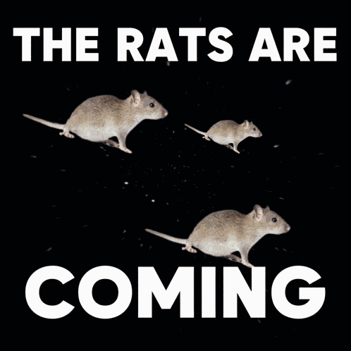 Rat Rats GIF
