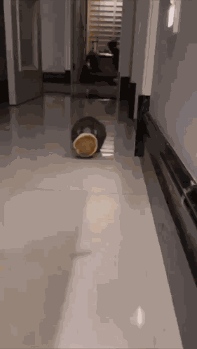 Rat Rats GIF