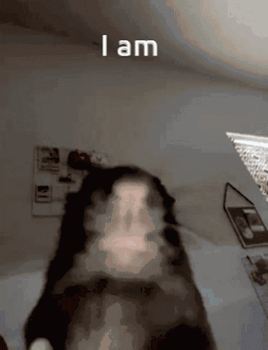 Rat GIF