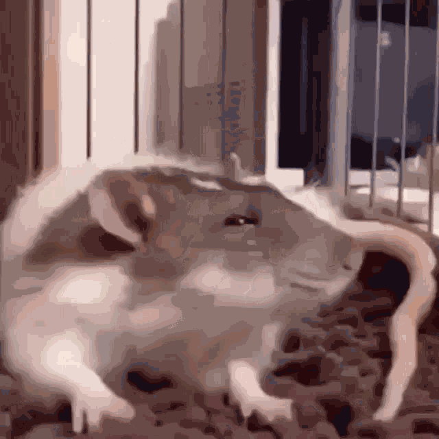 Rat Sleepy GIF