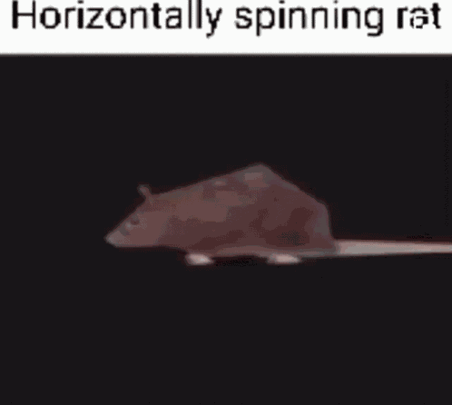 Rat Spinning GIF
