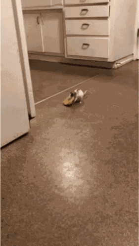 Rat Stealing GIF
