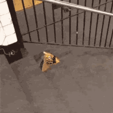 Rat GIF