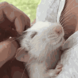 Rat Wonder Pets GIF