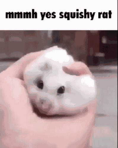 Rat GIF