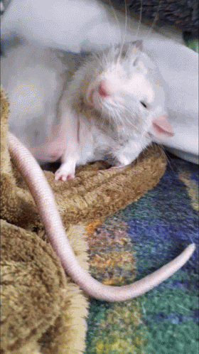 Rat Yawn GIF