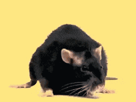 Rat Yellow Rat GIF