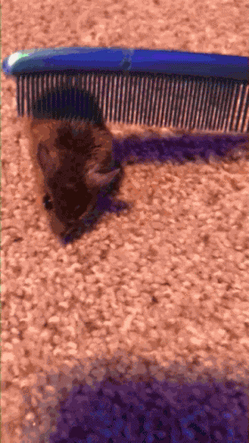Rat GIF