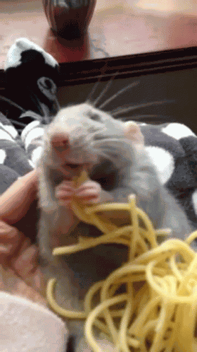 Ratatouille Cute GIF