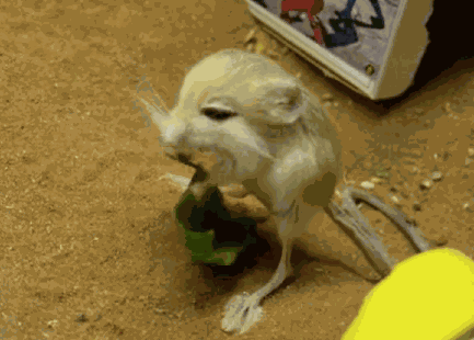 Rato Comengo Folha GIF