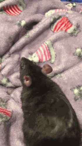 Rato GIF