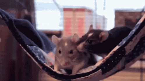 Rats Hammock GIF