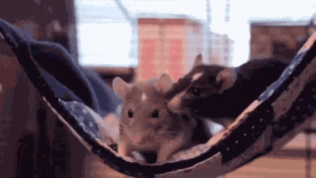 Rats Hammock GIF