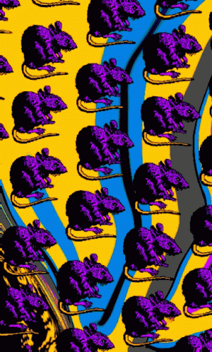 Rats Mice GIF