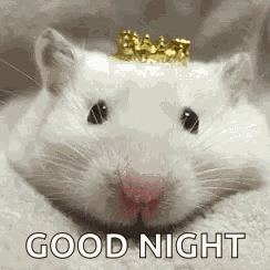 Rats Queenrat GIF