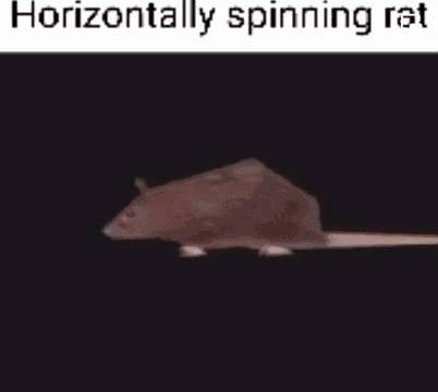 Ratte Spin GIF