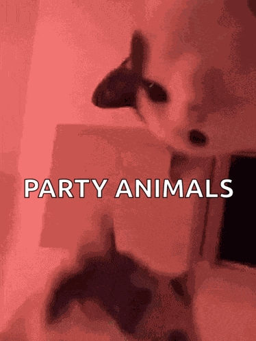 Rave Cats GIF