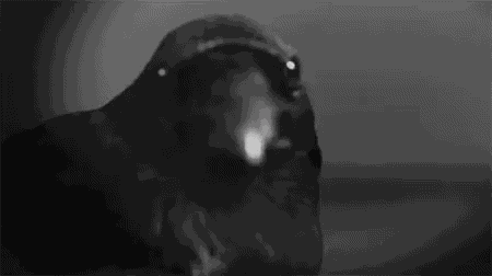 Raven GIF