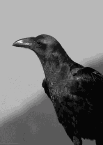 Raven Friend GIF