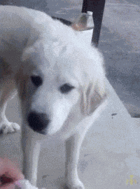 Reaction Dog GIF