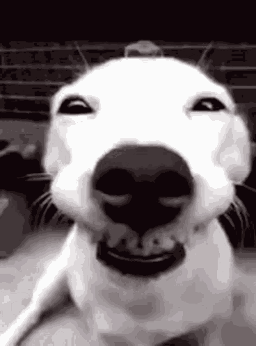 Reaction Meme Silly GIF