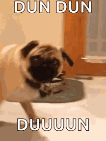 Reaction Pug GIF