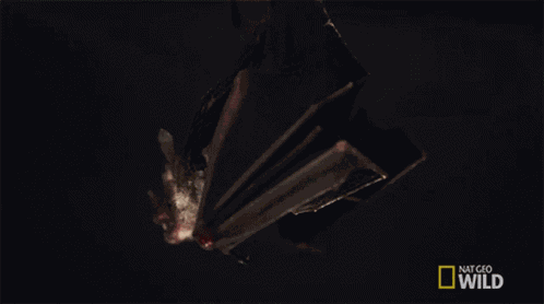Ready To Fly Lesser Long Nosed Bat GIF