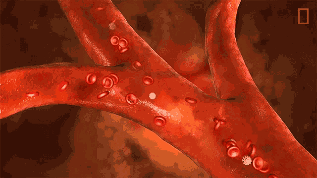 Red Blood Cells National Geographic GIF