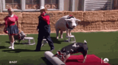 Red Carpet Ball Events GIF