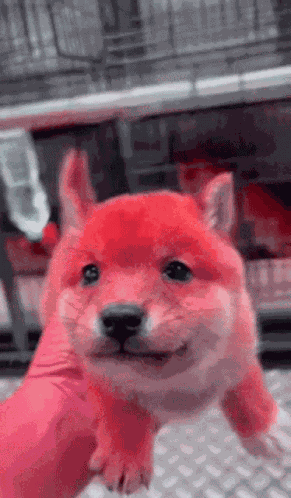 Red Dog Shibe GIF