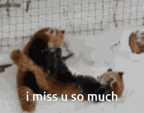 Red Panda GIF