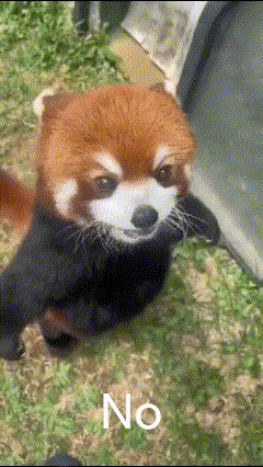 Red Panda No GIF