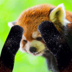 Red Panda Pls GIF