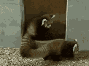 Red Panda Tackle GIF