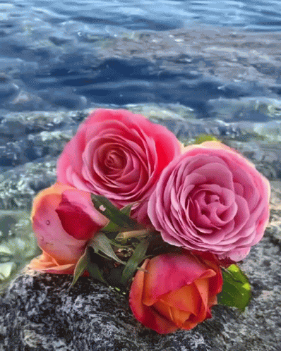 Red Rose GIF