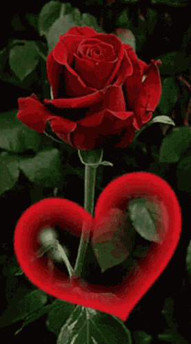 Red Rose Heart GIF